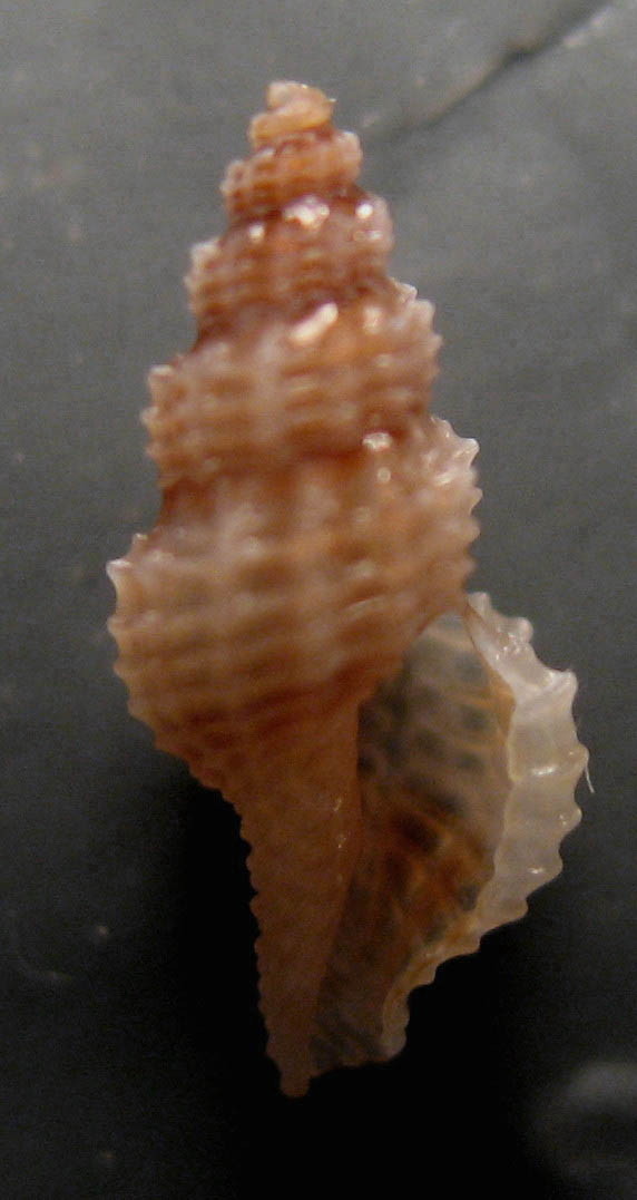 Raphitoma cordieri,,R. horrida... o altro?